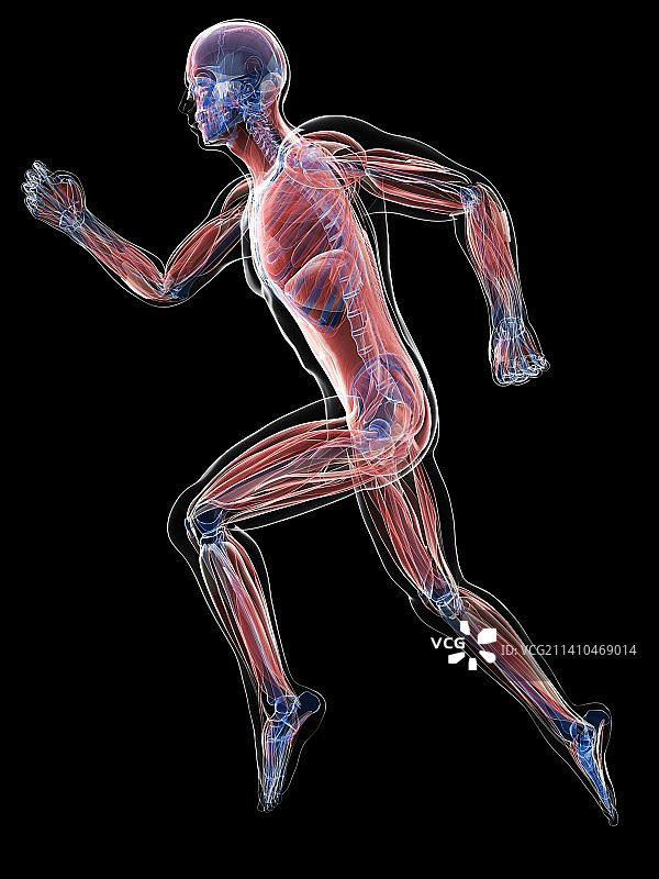 男性肌肉组织，艺术品图片素材