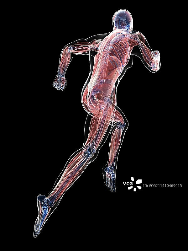 男性肌肉组织，艺术品图片素材