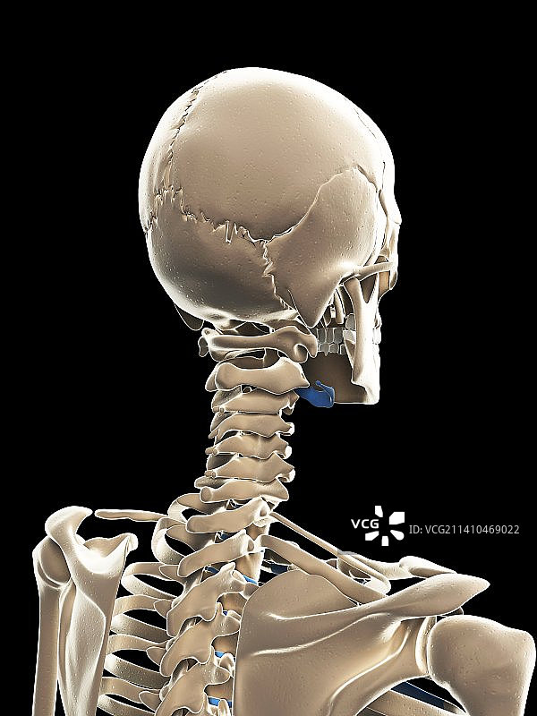 男性骨骼，艺术品图片素材