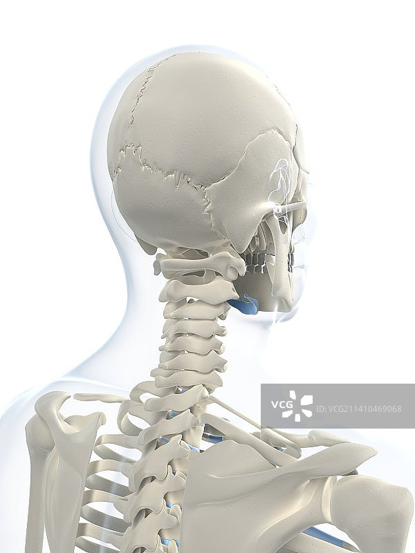 男性骨骼，艺术品图片素材