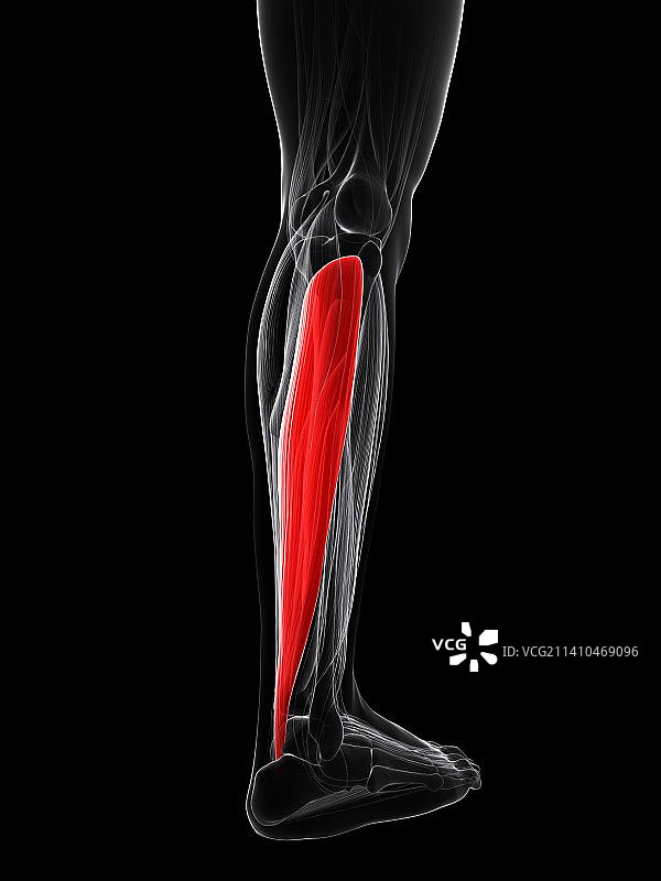 小腿肌肉艺术作品图片素材