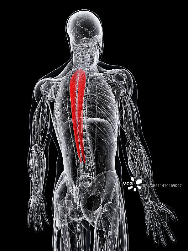 背部肌肉，艺术作品图片素材