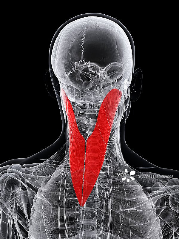 颈部肌肉，艺术作品图片素材