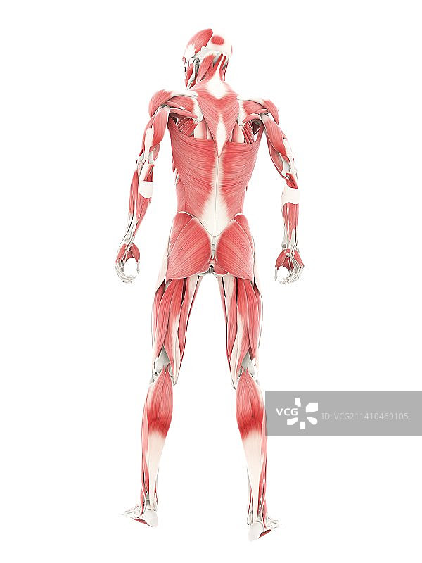 男性肌肉组织，艺术品图片素材