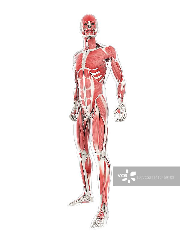 男性肌肉组织，艺术品图片素材