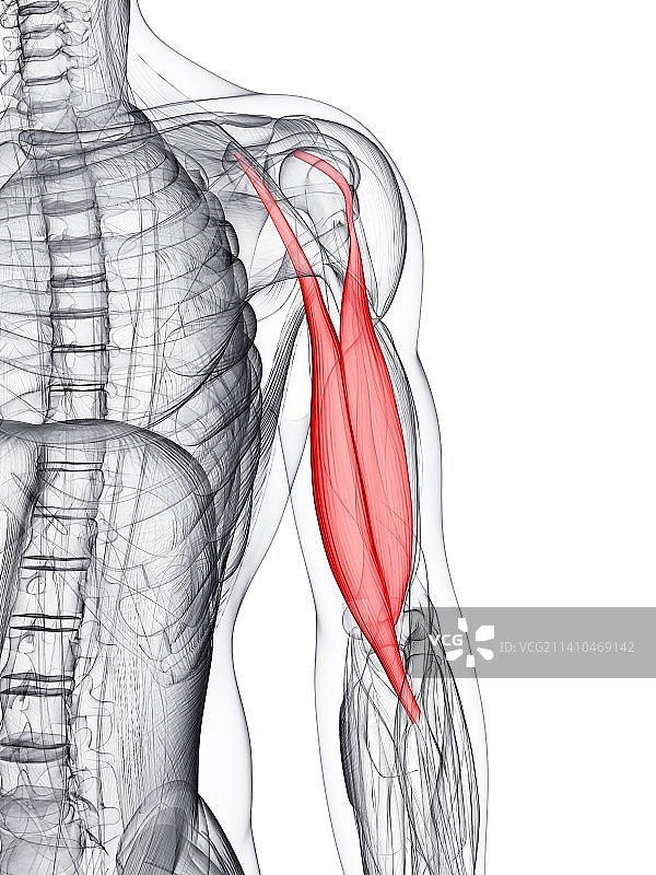 手臂肌肉艺术图图片素材