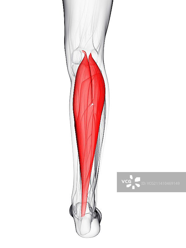 小腿肌肉艺术作品图片素材