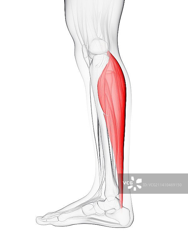 小腿肌肉艺术作品图片素材