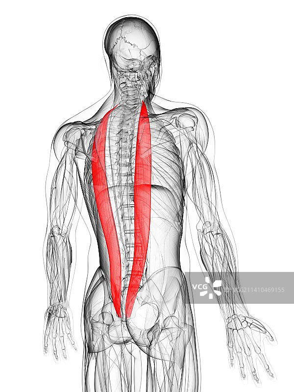 背部肌肉结构艺术图图片素材
