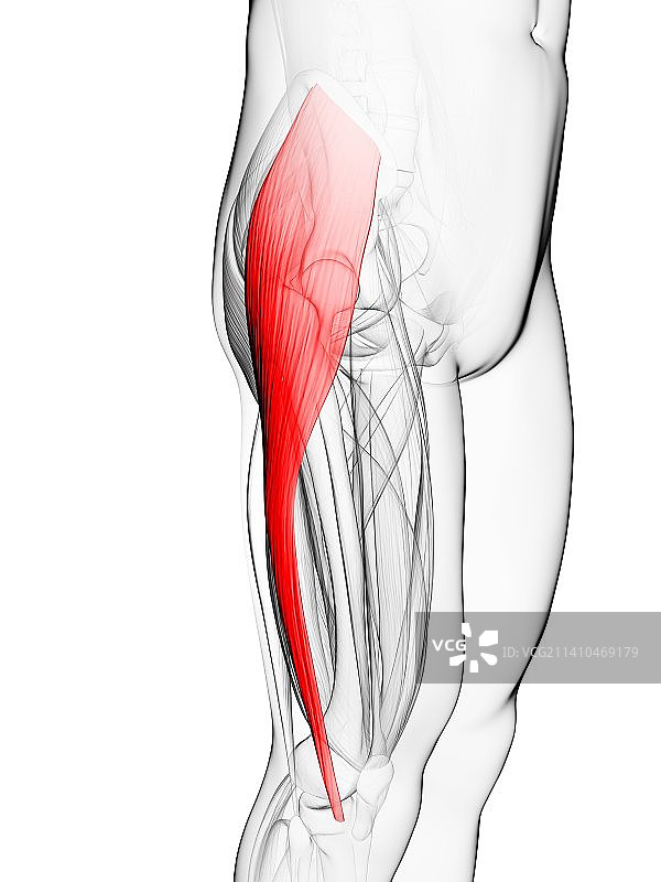 大腿肌肉，艺术品图片素材