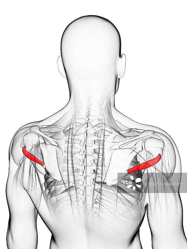 背部肌肉结构艺术图图片素材