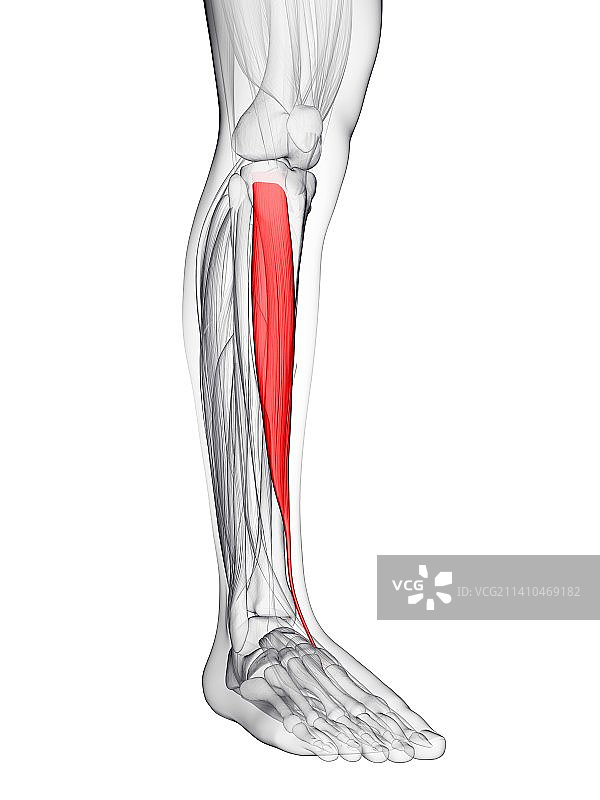 小腿肌肉，艺术作品图片素材