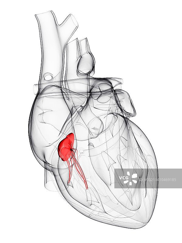 心脏瓣膜艺术作品图片素材