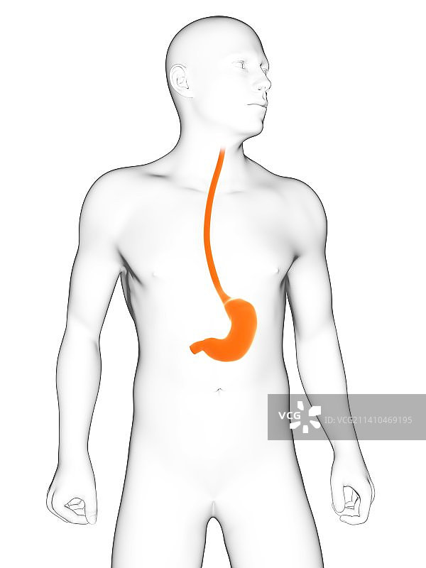 健康的胃部艺术作品图片素材