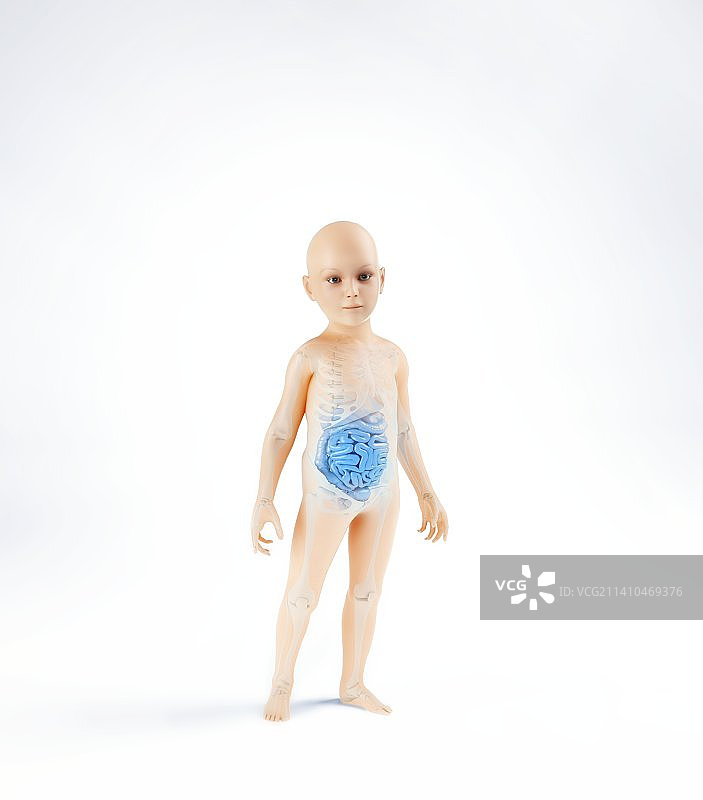 儿童解剖结构艺术图图片素材