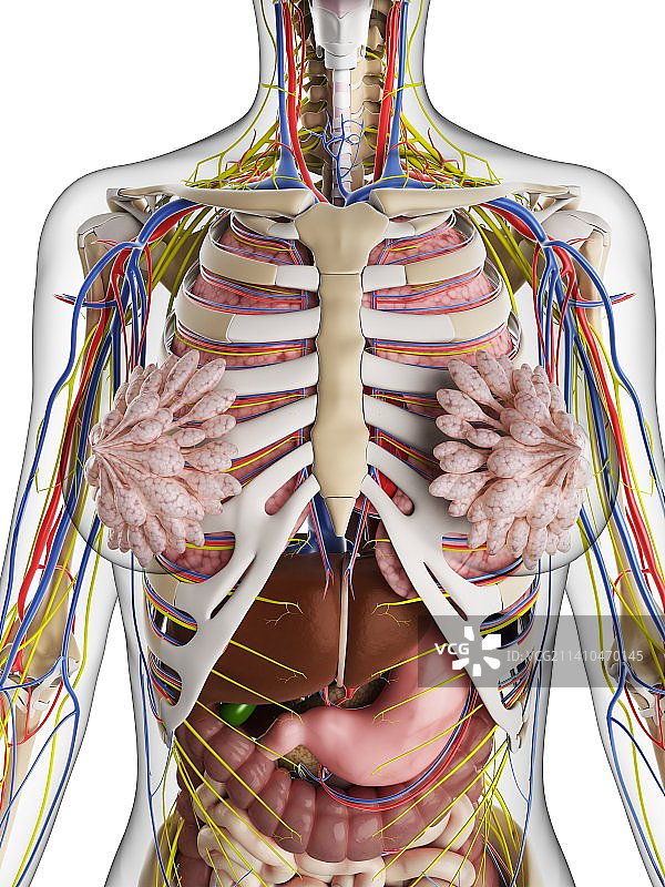 女性解剖学、艺术品图片素材