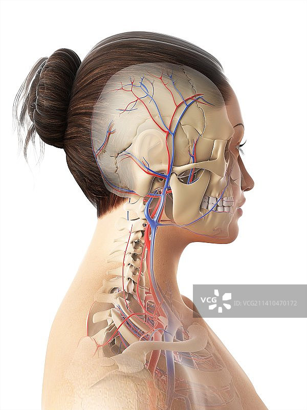 女人血管系统艺术图图片素材