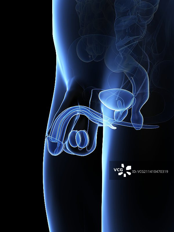 男性生殖器官解剖结构，艺术作品图片素材