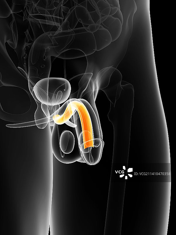 男性生殖器官解剖结构，艺术作品图片素材