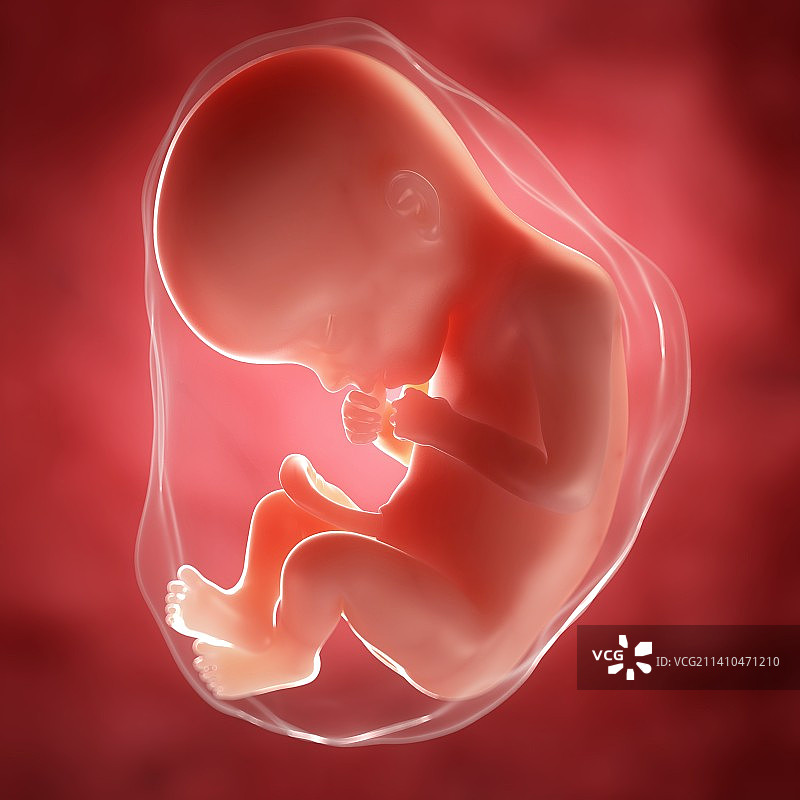 22周胎儿医学插图图片素材