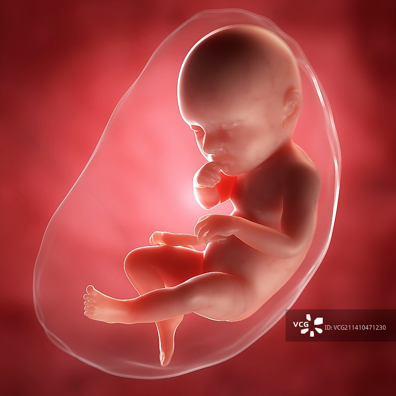 39周的胎儿，艺术作品图片素材