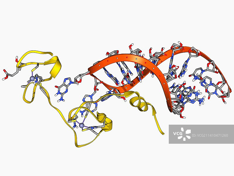 艾滋病毒核衣壳蛋白分子图片素材