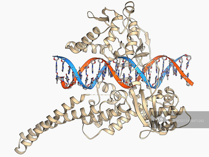 I型拓扑异构酶与DNA结合图片素材
