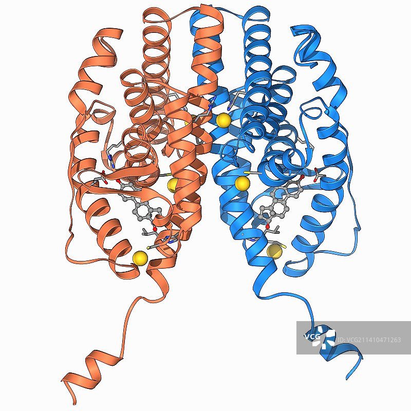雌激素受体和雌二醇图片素材