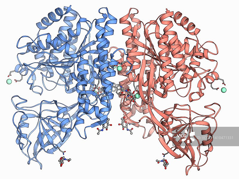 人类转铁蛋白受体分子图片素材