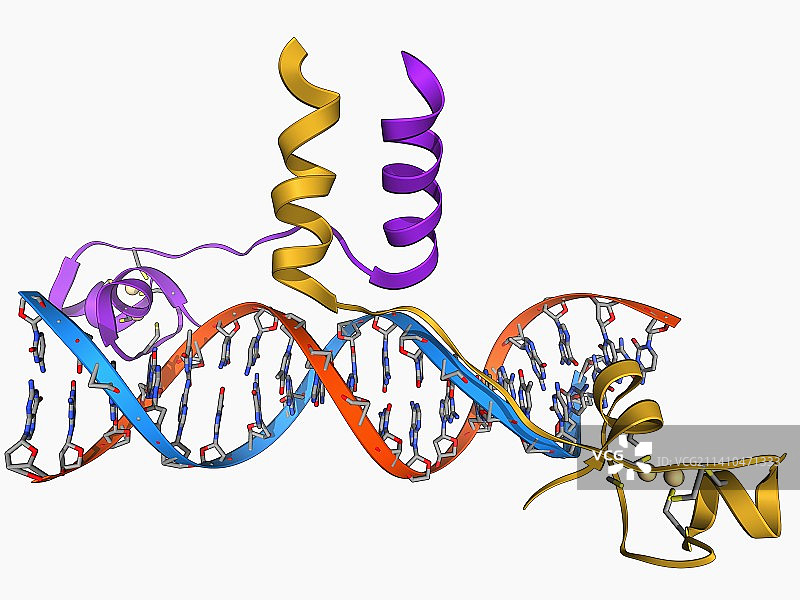 酵母DNA识别分子模型图片素材