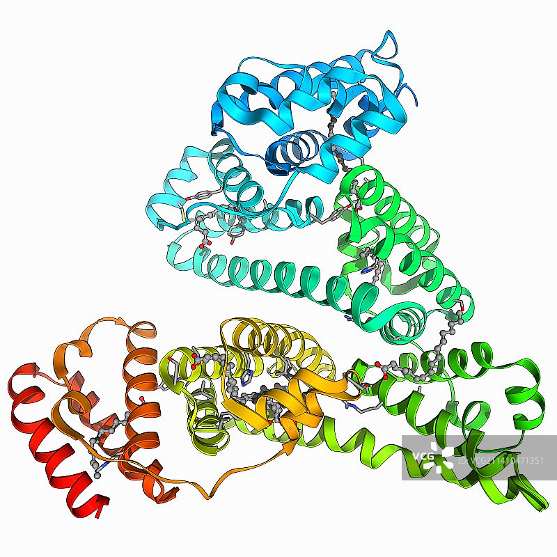人血清白蛋白分子图片素材