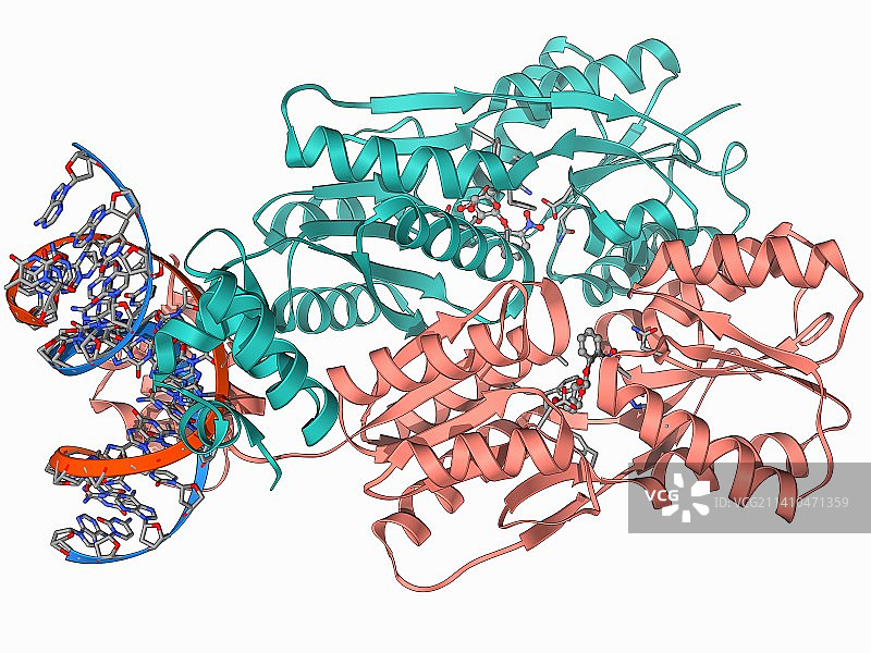 LAC阻遏蛋白与DNA结合图片素材