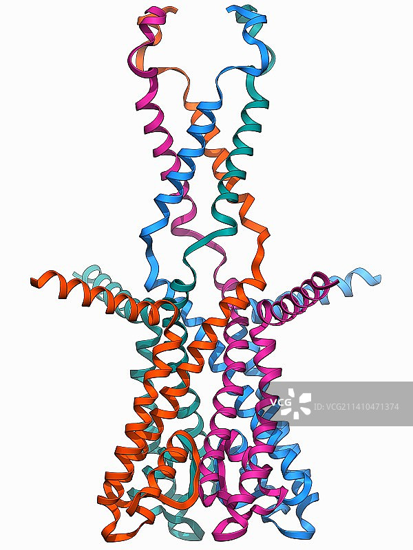 电压门控钾离子通道图片素材