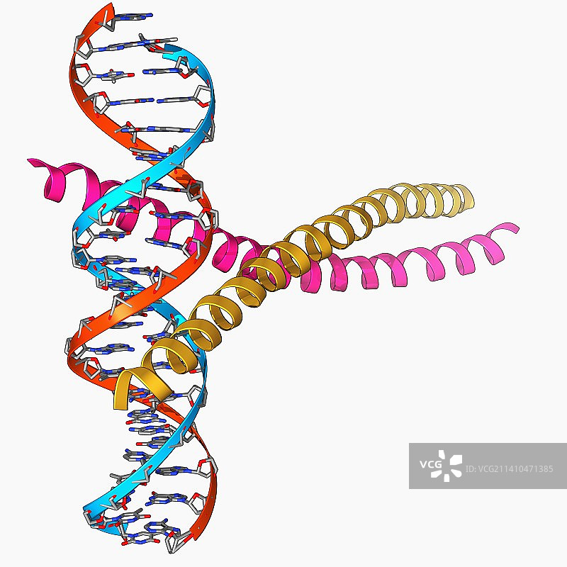 转录因子与DNA复合物图片素材