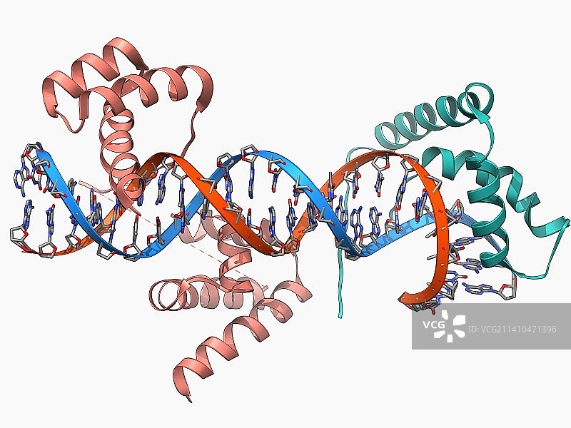 与DNA结合的转录因子图片素材