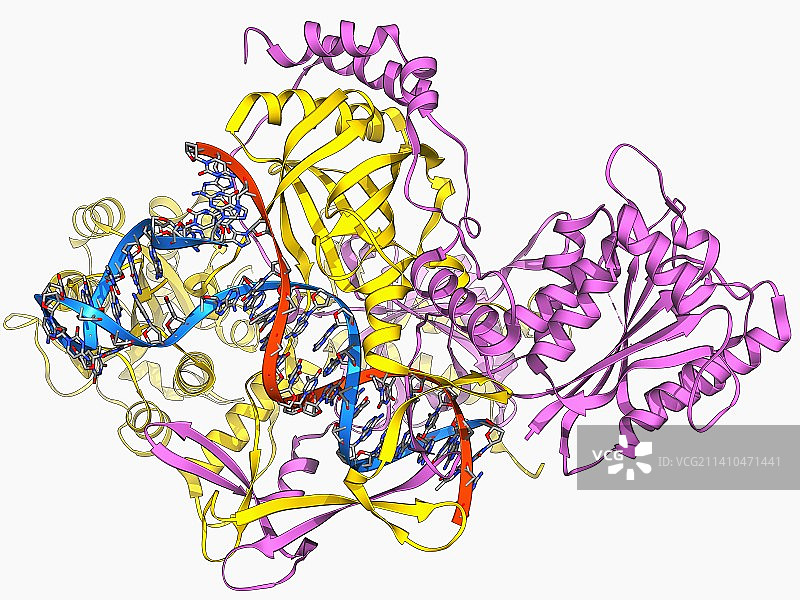 修复蛋白质和DNA分子模型图片素材