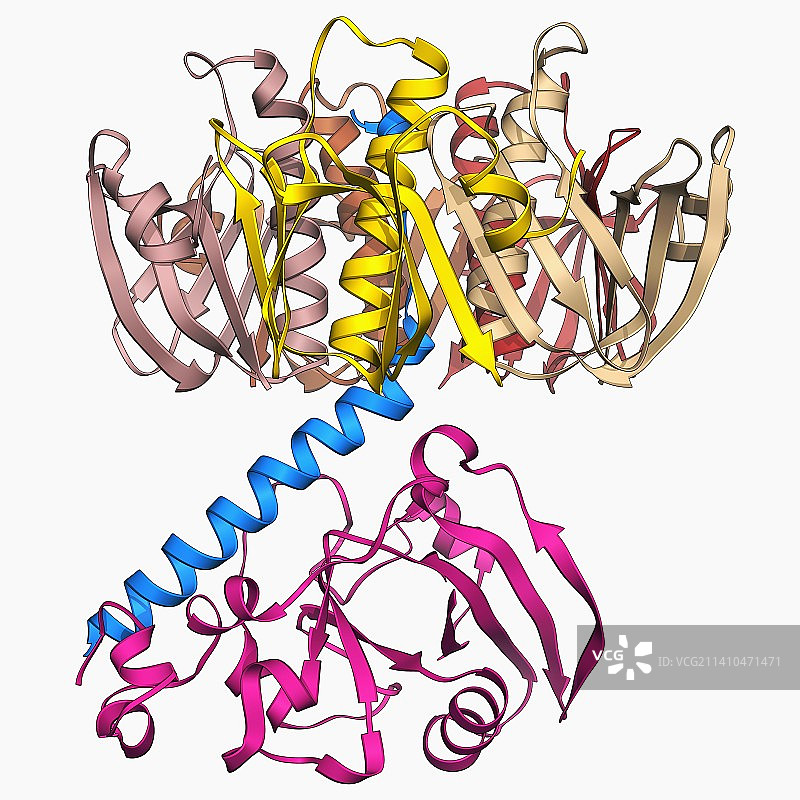 大肠杆菌耐热肠毒素图片素材
