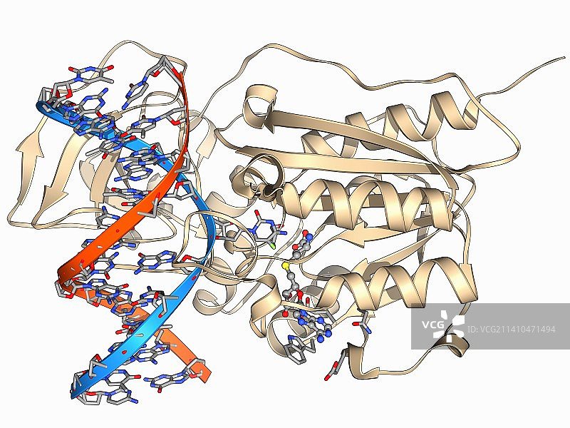 甲基转移酶与DNA图片素材