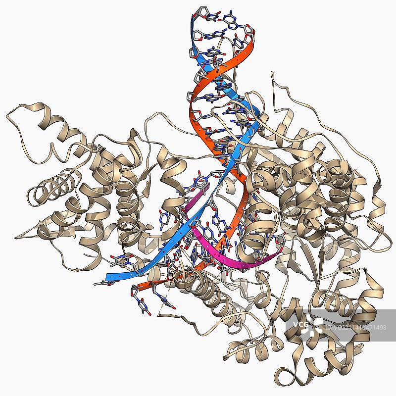 DNA转录分子模型图片素材