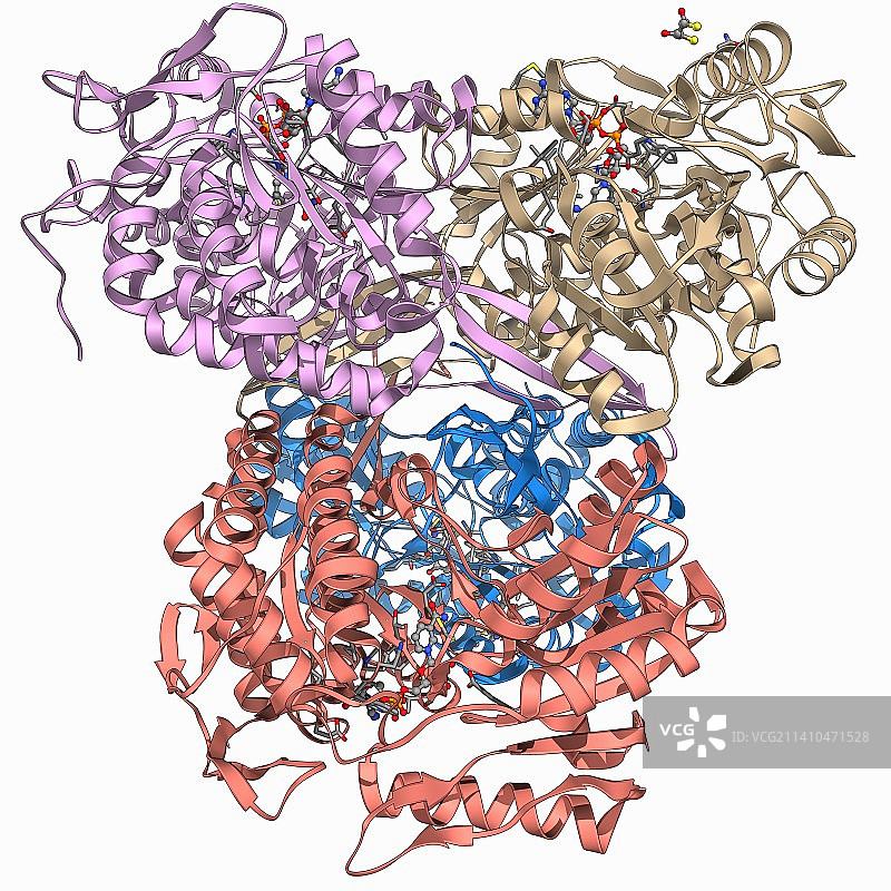 鼩鼱眼晶状体蛋白质分子图片素材