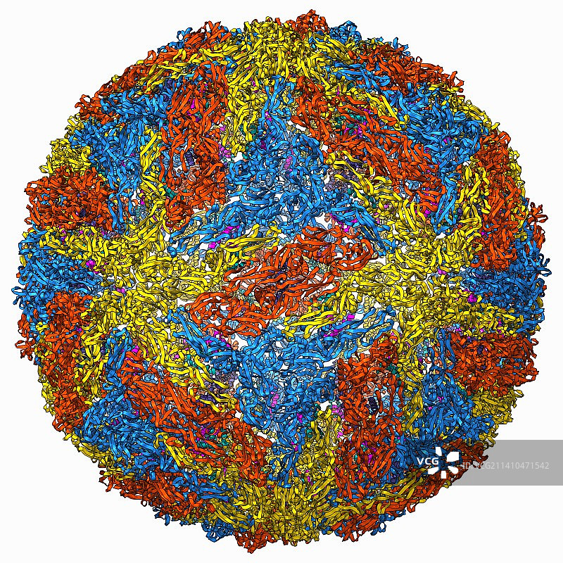 登革病毒衣壳分子模型图片素材