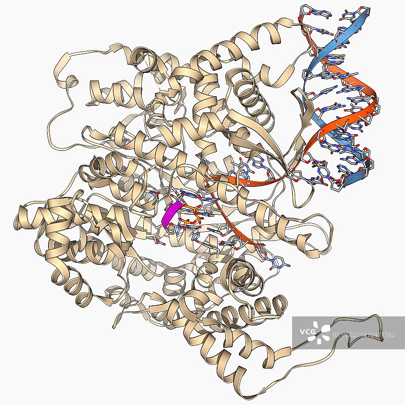 RNA聚合酶分子图片素材