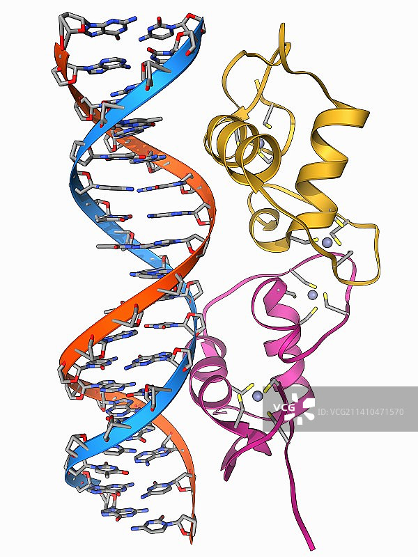 雄激素受体分子模型图片素材