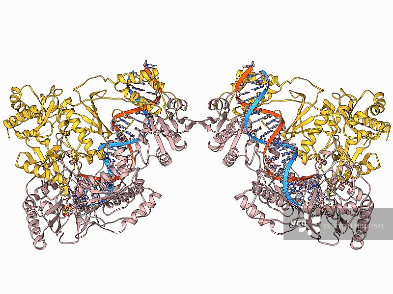 HIV逆转录酶图片素材