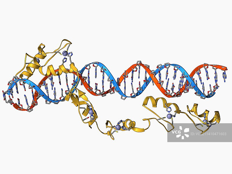 转录因子和核糖体RNA图片素材