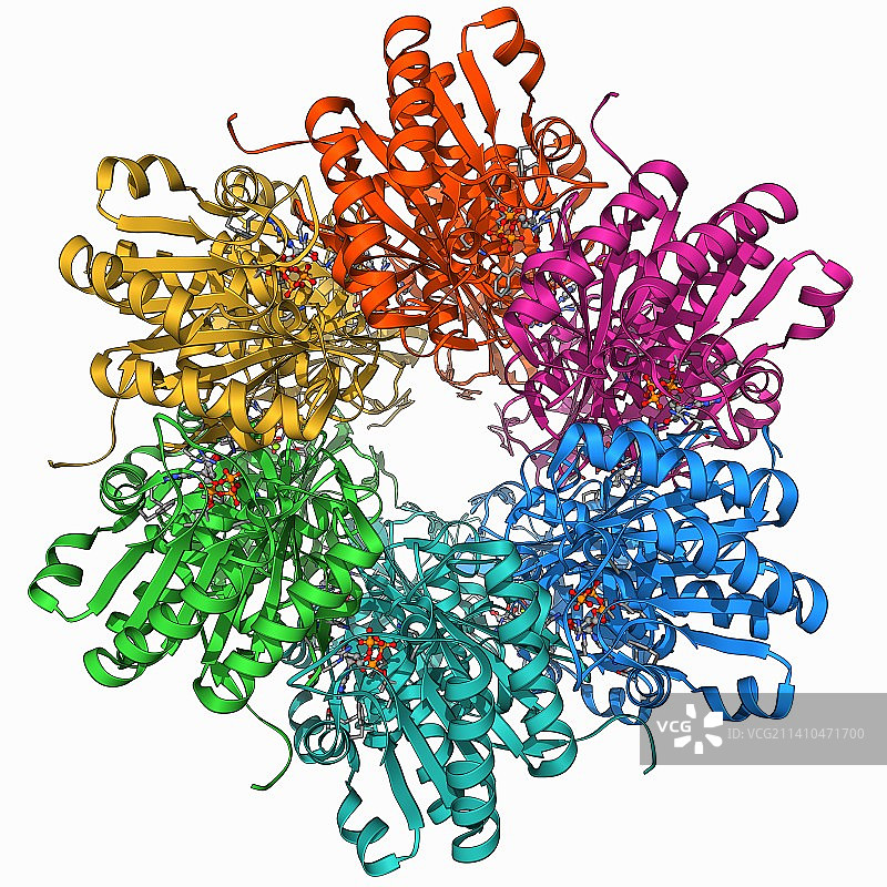 蓝细菌生物钟蛋白图片素材