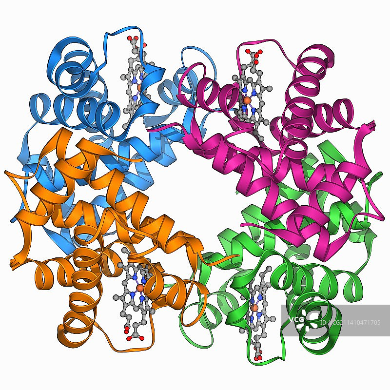 血红蛋白S分子模型图片素材