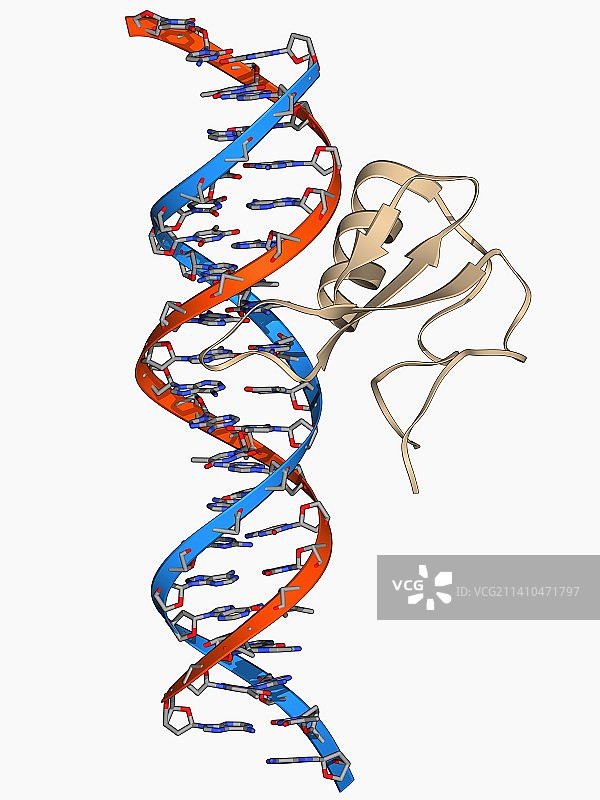 DNA和MECP2复合物分子模型图片素材