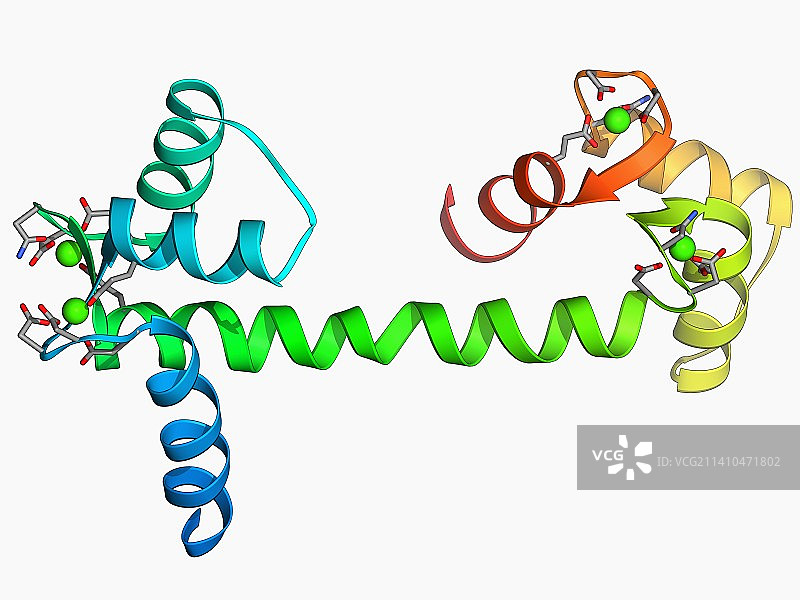 钙结合蛋白分子图片素材