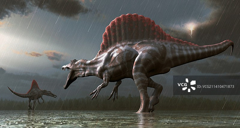 棘龙恐龙插图图片素材